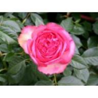 Rose Walzertraum Foto Agel