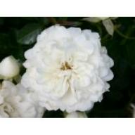 Rose White Babyflor Foto Agel