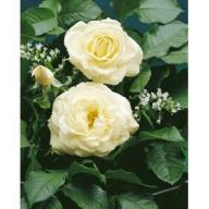 Rose White Gold Foto Rosen-Union