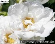 Rose White Roadrunner Foto Agel