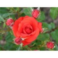 Rose Zwergenfee Foto Agel