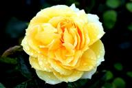 Rose Bahama Foto Rösch