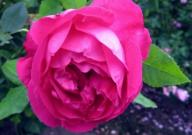 Rose Baron Gonella Foto Brandt