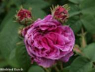 Rose Belle Biblis Foto Rusch