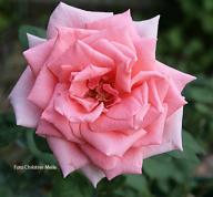 Rose Belle de Carniere Foto Meile