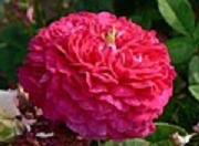 Rose Berenice Foto Groenloof