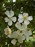 Rose Betty Sherriff Foto Groenloof