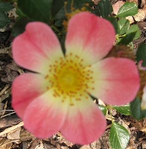 Rose Bienenweide apricot Foto Brandt