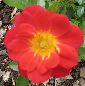 Rose Bienenweide hellrot Foto Brandt