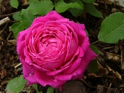 Biggis Rose Foto Groenloof
