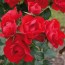 Rose Black Forest Foto Kordes