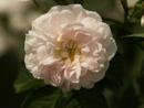 Rose Blanche de Belgique Foto Rusch