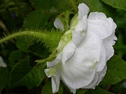 Rose Blanche Simon Foto Groenloof