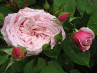 Rose Blossomtime Foto Brandt
