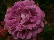 Rose Blue Boy (Interplant) Foto Myroses