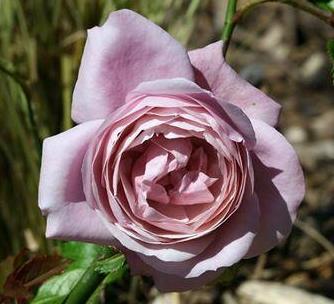Rose Blue Elric Foto Myroses