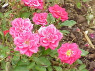 Rose Blue Parade Foto Wikipedia