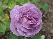Rose Blue Tango Foto Groenloof