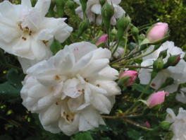  Blush Noisette Rose Foto Brandt