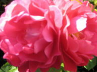 Rose Bordure Magenta Foto Brandt