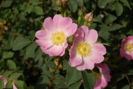 Moosrose Bourgogne Foto Wikipedia