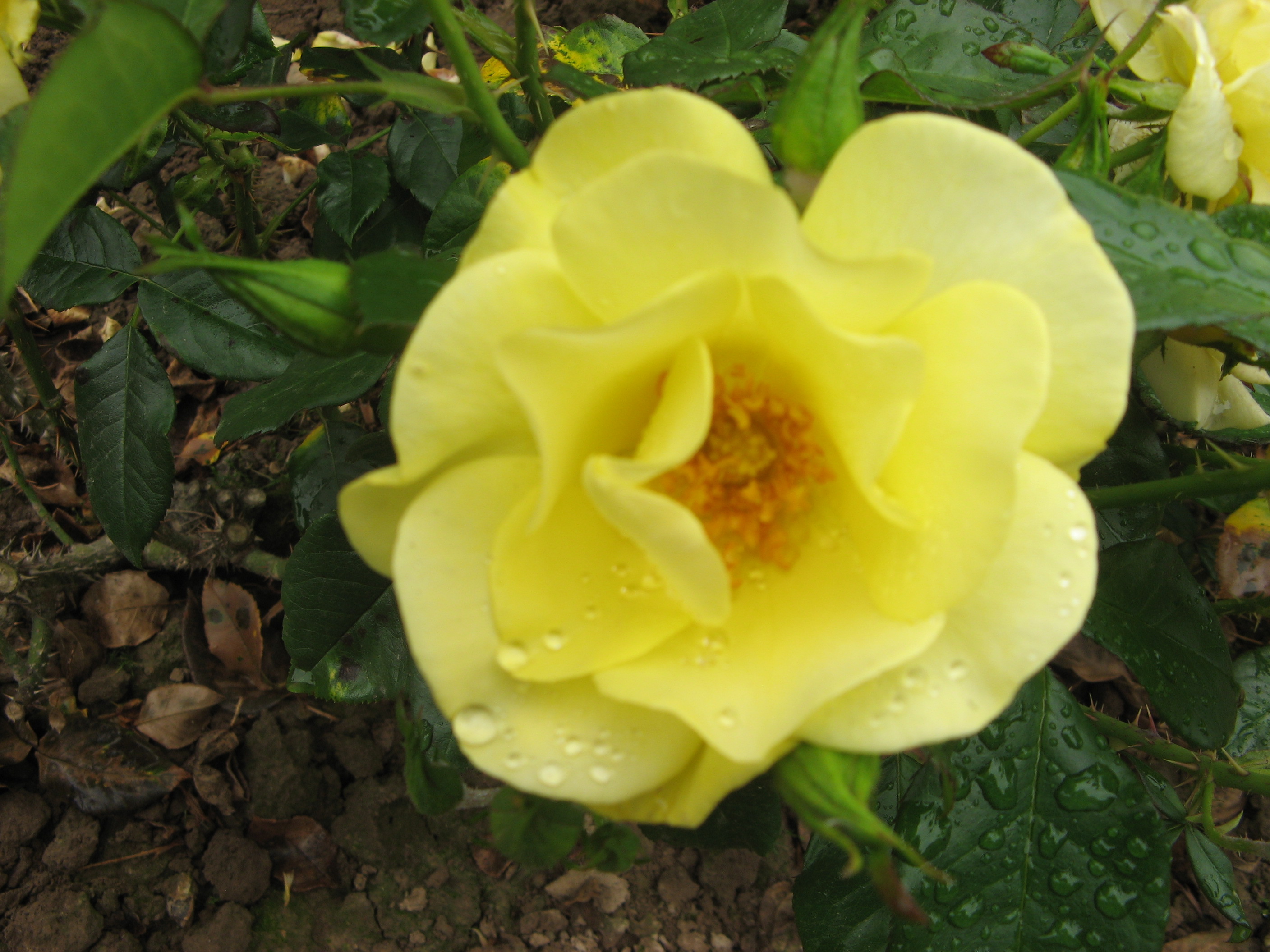 Rose Bright Smile Foto Brandt