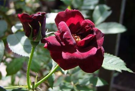 Rose Burgundy Rambler Foto Myroses