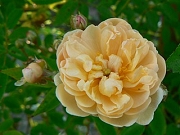 Rose Callis Foto Groenloof