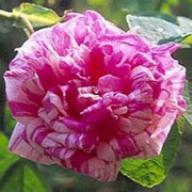 Rose Camieux Foto Vierländer Rosenhof