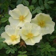 Rose Cantabrigiensis Foto Schultheis