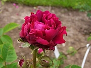 Rose Capitaine Basroger Foto Groenloof