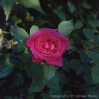 Rose Captain Hayward Foto Christine Meile