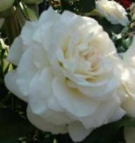 Rose Centennaire de Lourdes Blanc Foto Brandt