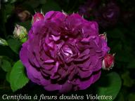 Rose Centifolia a Fleurs doubles violettes Foto Groenloof