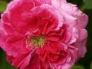 Rosa centifolia Foto Rusch