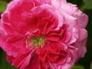 Rosa centifolia Foto Rusch