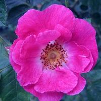 Rose Cerise Bouquet Foto Brandt