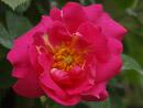 Rose Chaplin`s Pink Climber Foto Rusch