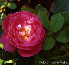 Rose Charlemagne Foto Christine Meile