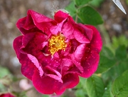 Rose Charles Beaudelaire Foto Groenloof