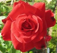 Rose Chateau d`Amboise Foto Brandt