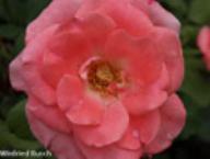 Rose Chateau de Filain Foto Rusch