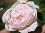 Rose Chaucer Foto Groenloof