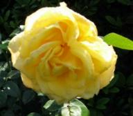 Rose Citrina Foto Brandt