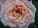 Rose Claire Rose Foto Rusch