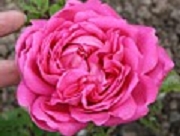 Rose Claude Jacquet Foto Groenloof