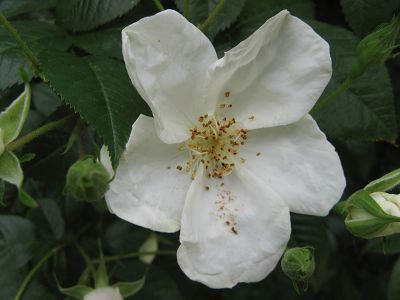 Rose Clematis Rose Foto Brandt