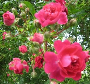 Rose Climbing Pompon de Paris Foto Brandt