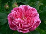 Rose Commandant Beaurepaire Foto Groenloof