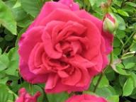 Rose Comtesse d`Oxford Foto Brandt